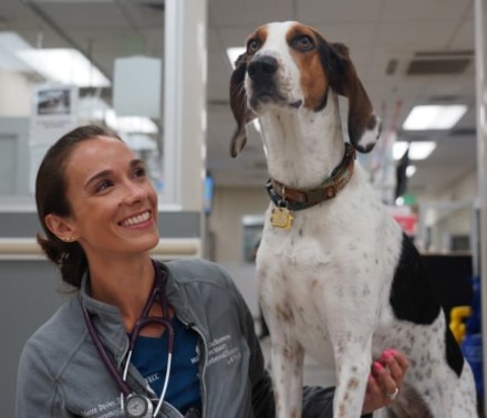 Lifestyle portrait of a veterinarian smiling up at her Beagle patient that is thoughtfully looking off-camera.