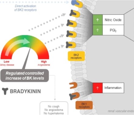 A 2D Mechanism Of Action Illustration for Diamedica Therapeutics that demonstrates how their drug candidate DM 199 works to fight chronic kidney disease.