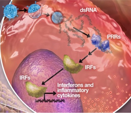 A 3D Mechanism Of Action illustration that shows how pelareorep, a novel anti-cancer therapy from Oncolytics Biotech, works to transform a “cold” tumor, resistant to treatment, into a “hot” tumor that is susceptible to treatment.