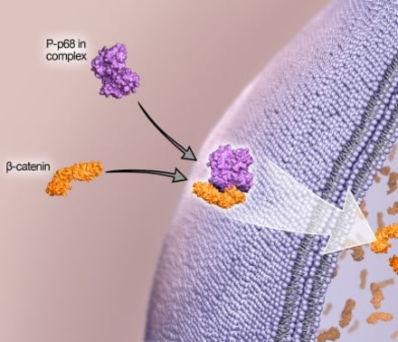 A Mechanism Of Action 3D Illustration for Rexahn Pharmaceuticals that showcase how their drug RX-5902 is used to improve patient outcomes for difficult-to-treat cancers.