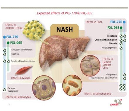 A Mechanism Of Action 3D Illustration for Poxel that shows how two of their drug candidates work in combination to achieve optimal outcomes for NASH liver disease.