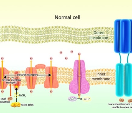 A Mechanism Of Action 2D Illustration for Poxel that showcase how their drug Imeglimin is used for the treatment of type 2 diabetes. This illustration shows how a normal cell works to process insulin.